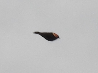 Red-winged Blackbird - ML644155617