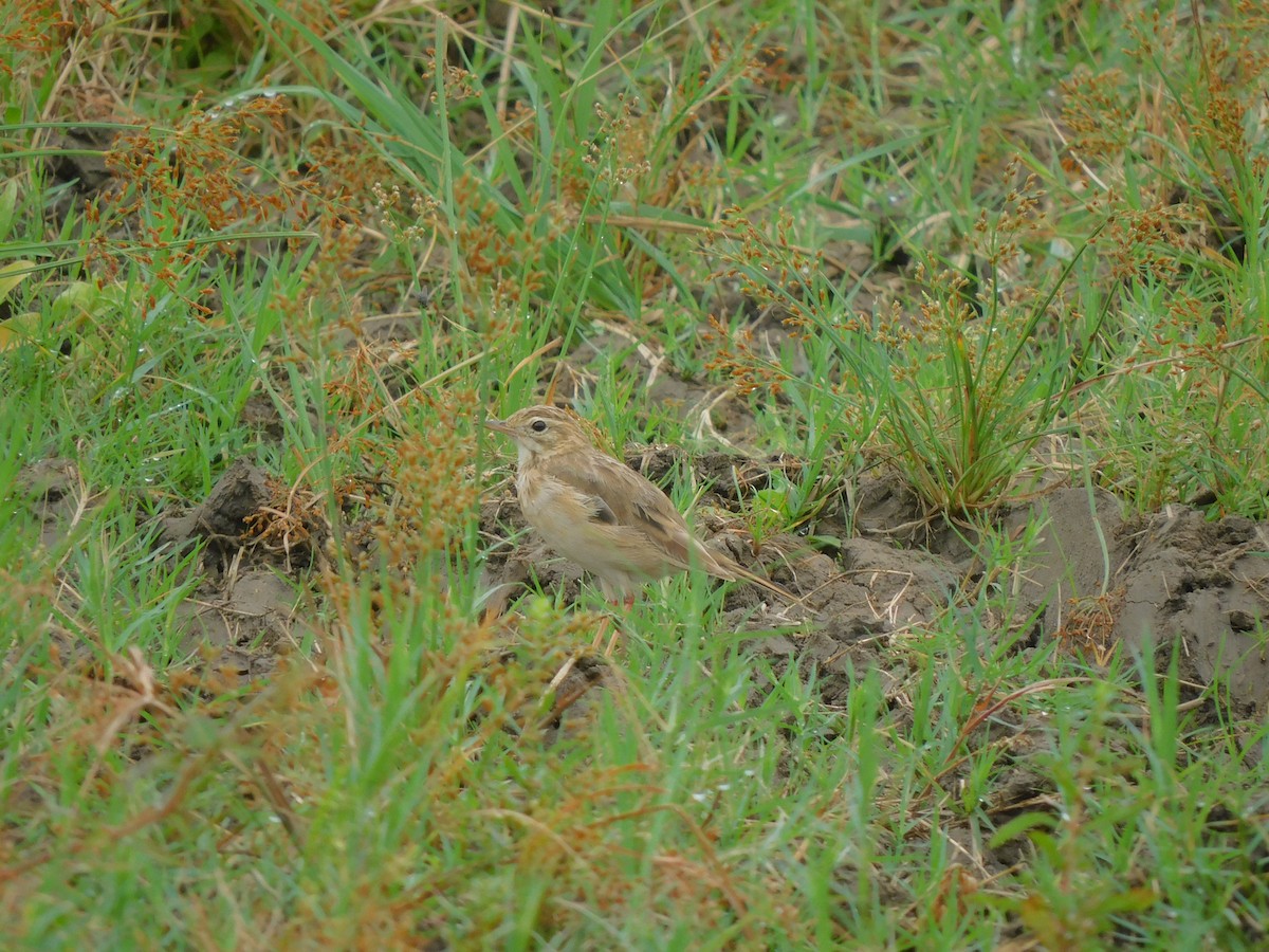 Щеврик sp. - ML644155618