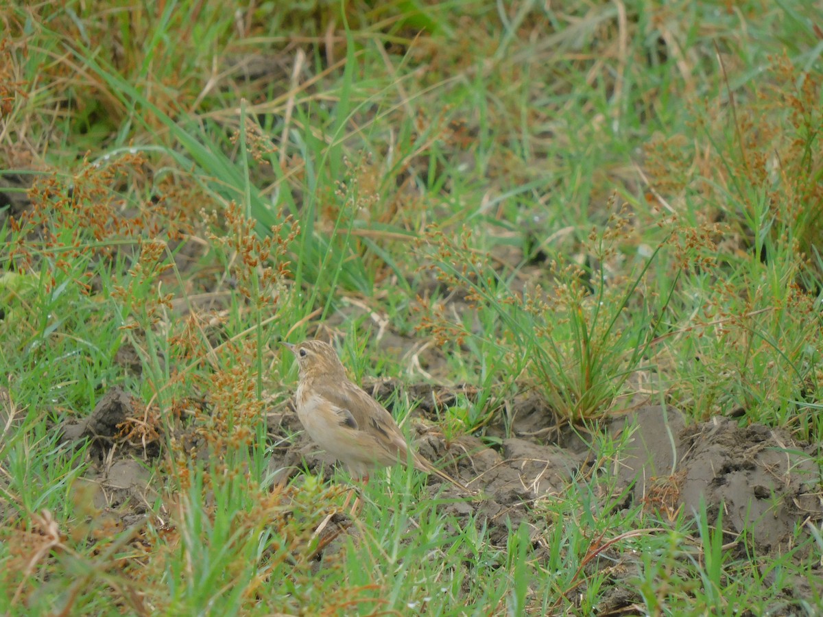 Щеврик sp. - ML644155619