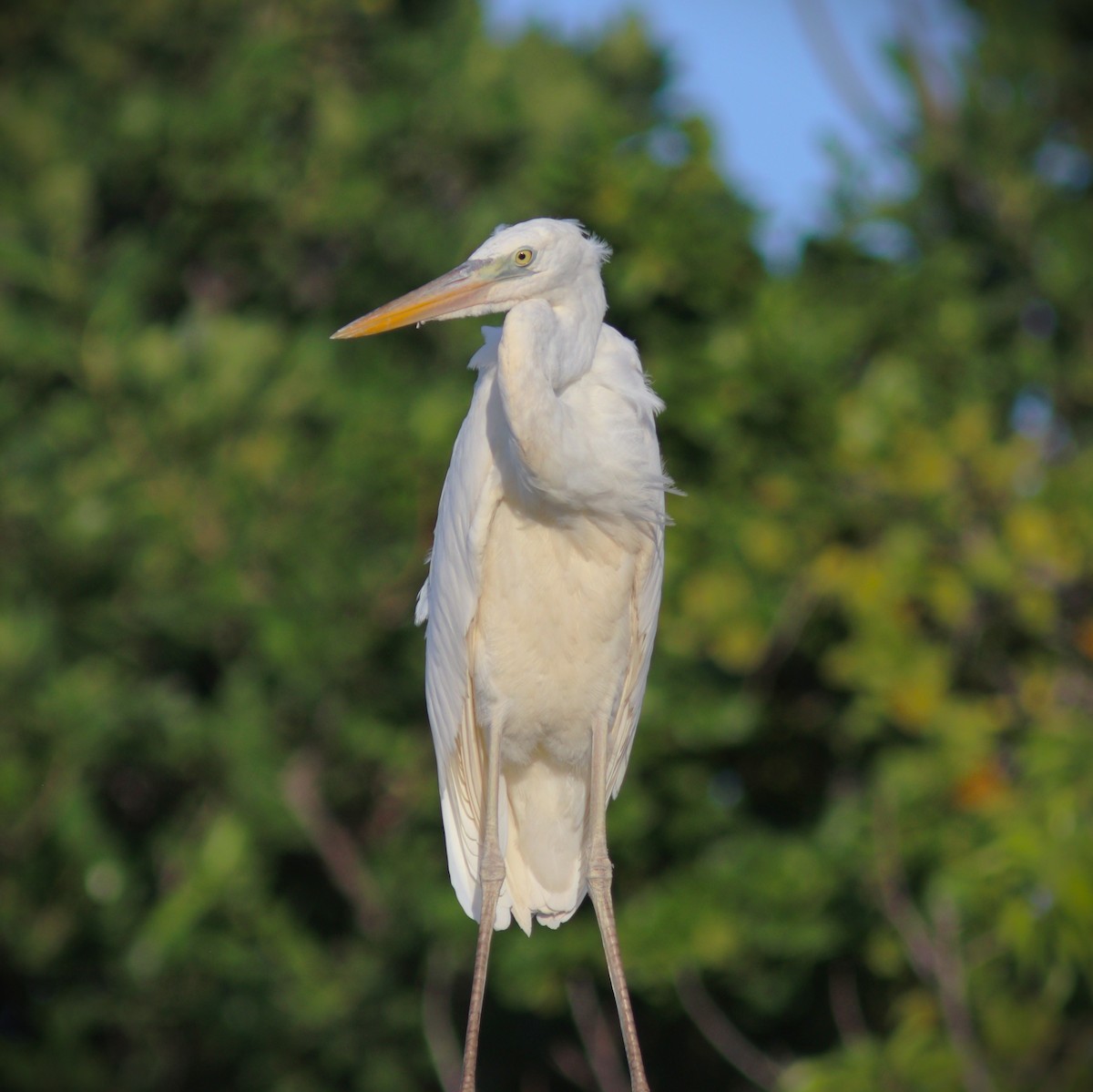 Great Blue Heron (Great White) - ML644155624