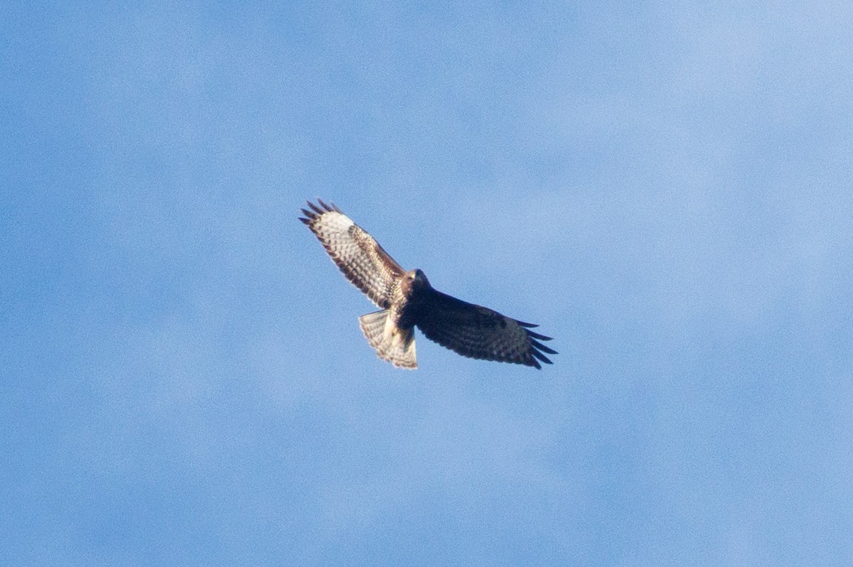 Common Buzzard - ML644155633