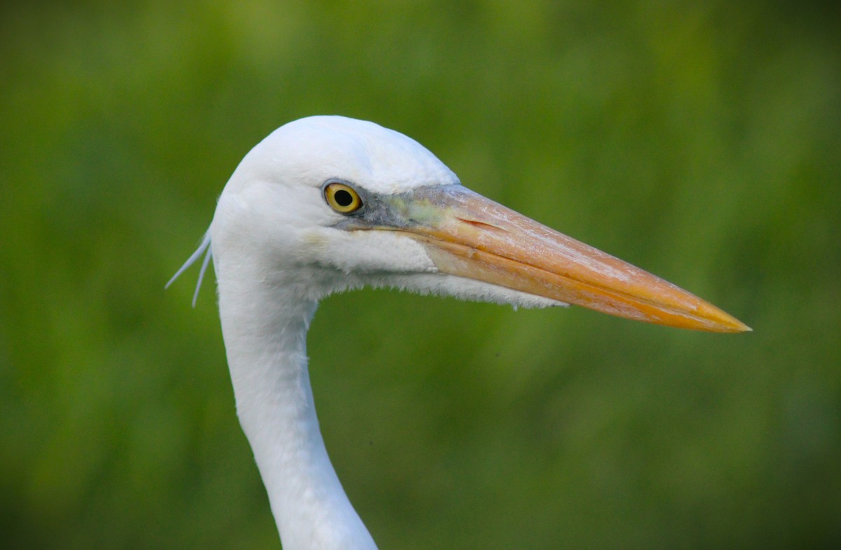Great Blue Heron (Great White) - ML644155638