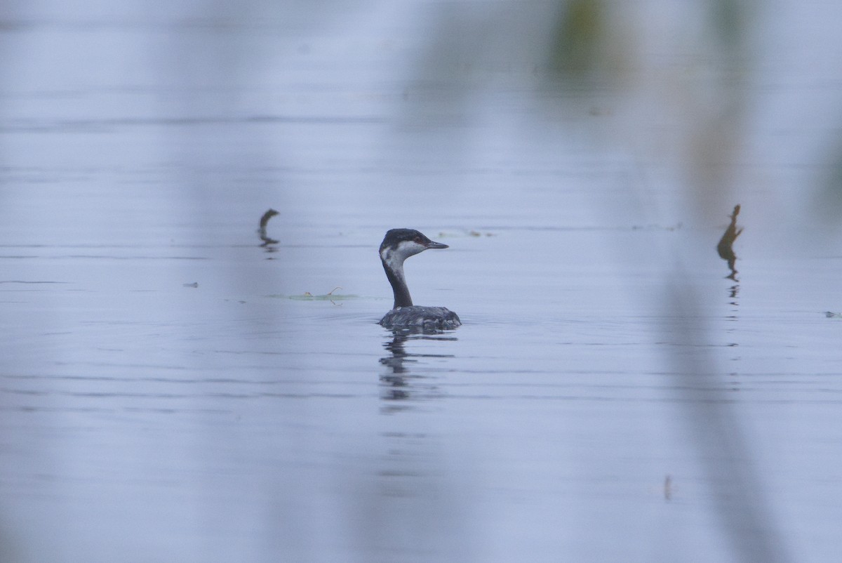 Horned Grebe - ML644155639