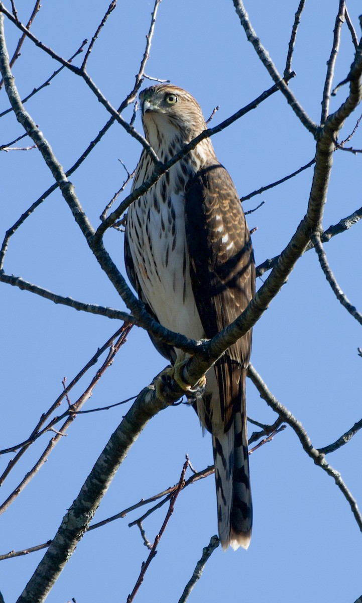 Cooper's Hawk - ML644155641