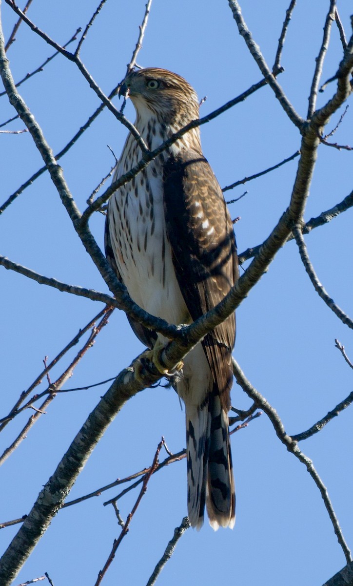 Cooper's Hawk - ML644155642