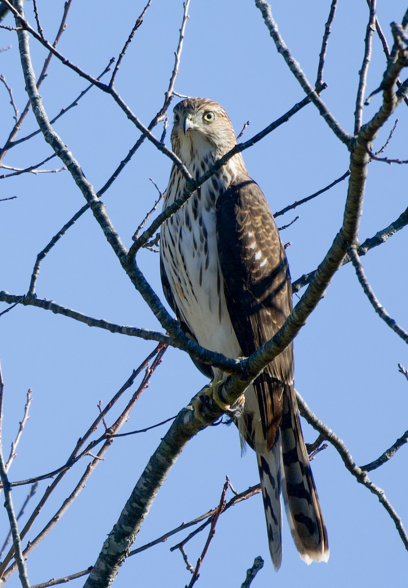 Cooper's Hawk - ML644155643