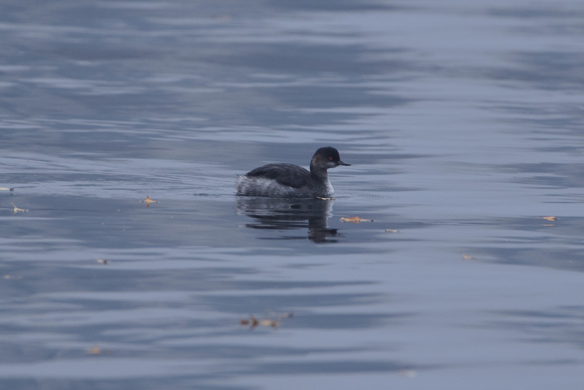 Eared Grebe - ML644155648