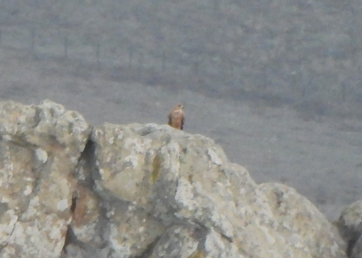 Spanish Eagle - ML644155650