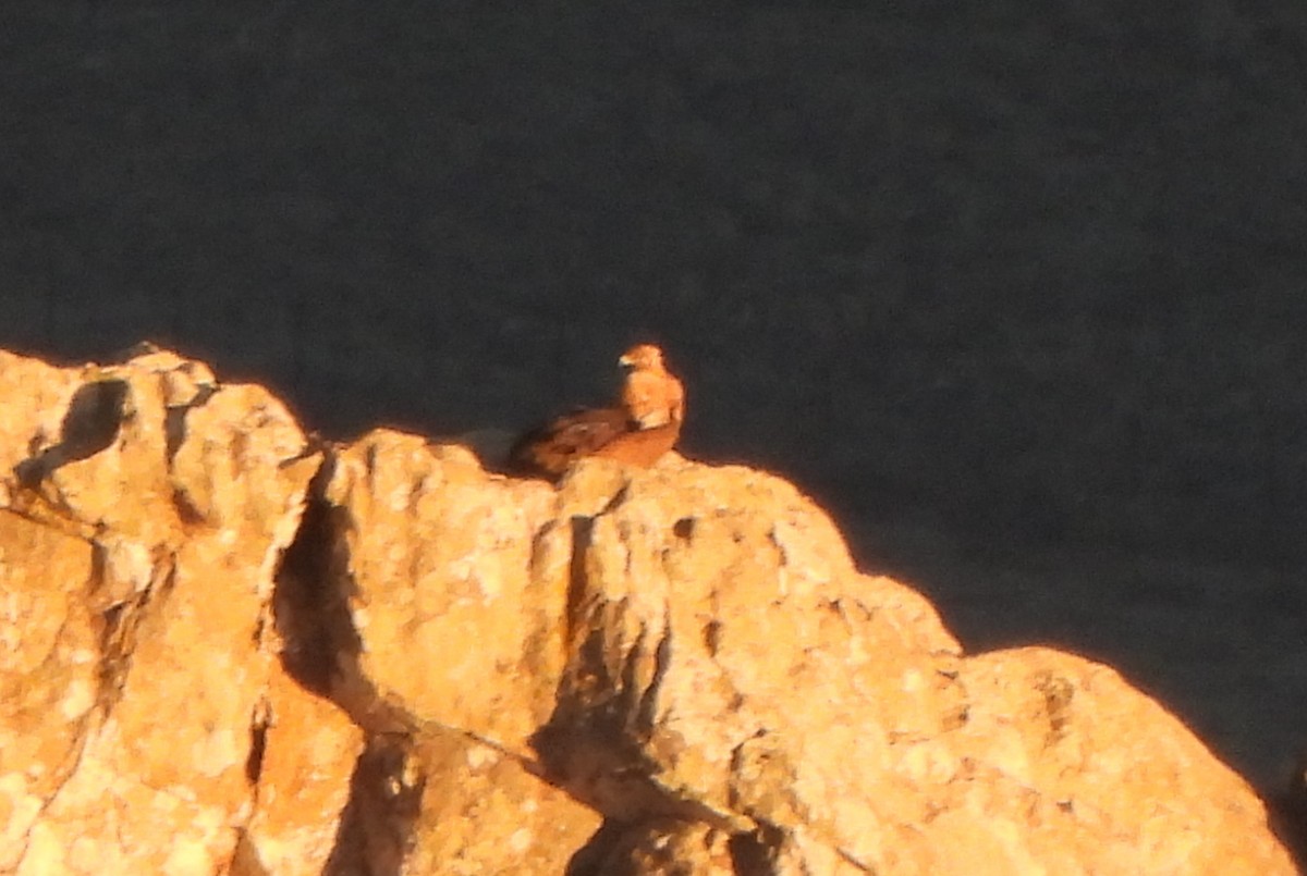 Spanish Eagle - ML644155651