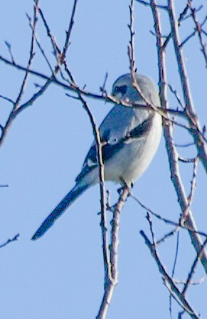 Northern Shrike - ML644155667