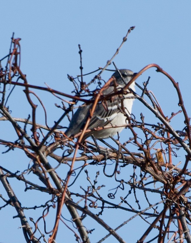 Northern Mockingbird - ML644155678