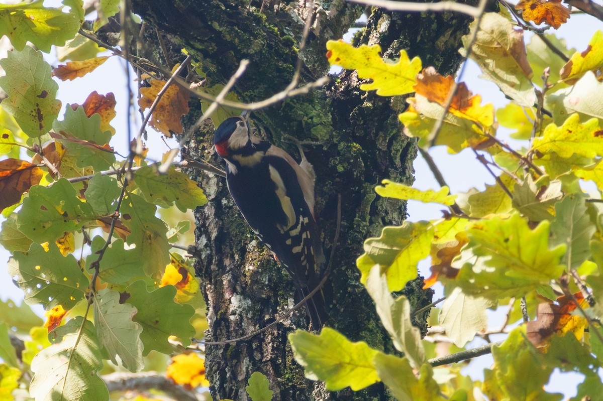 Great Spotted Woodpecker - ML644155693
