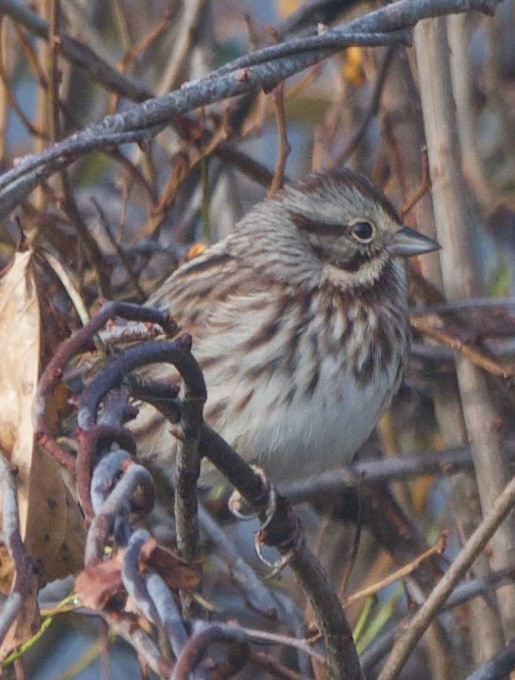 Song Sparrow - ML644155710
