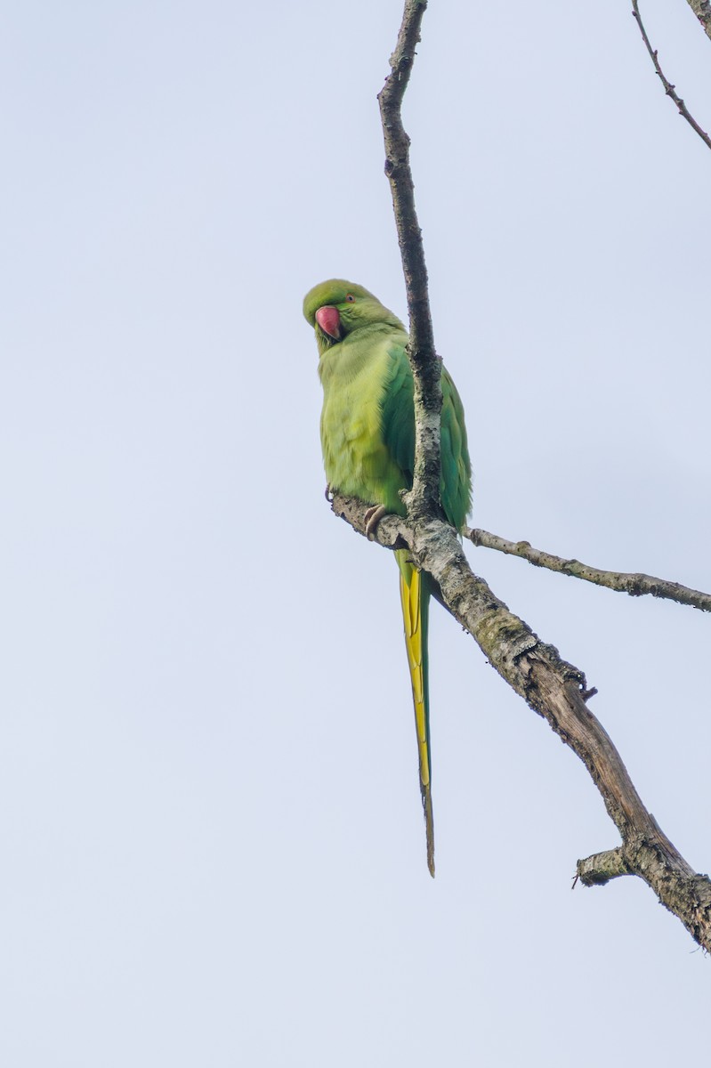 Rose-ringed Parakeet - ML644155712