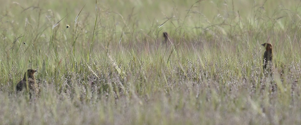 Ganga azpiarrea - ML644155722