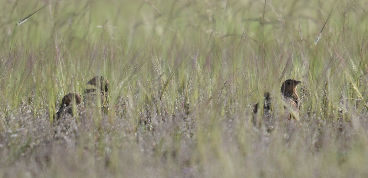 Ganga azpiarrea - ML644155723