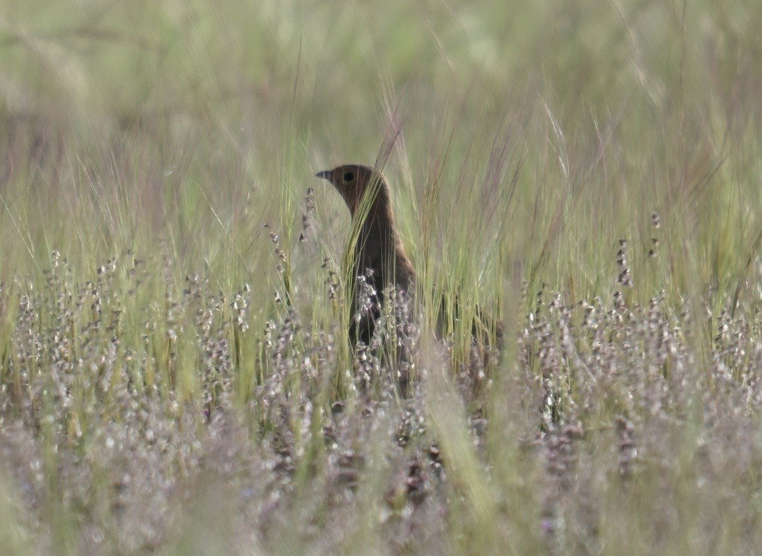 Ganga azpiarrea - ML644155724