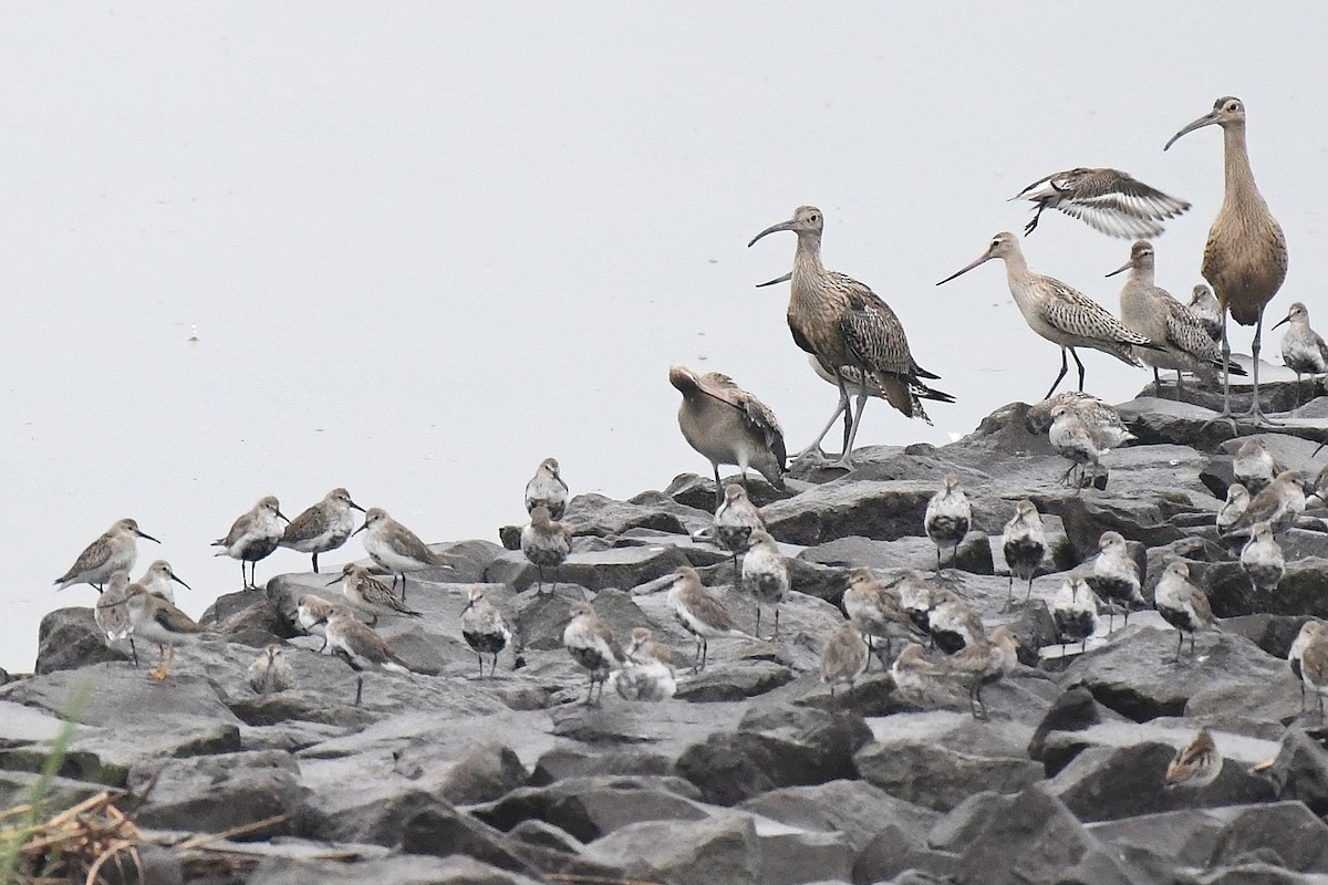 Грязовик - ML644155725