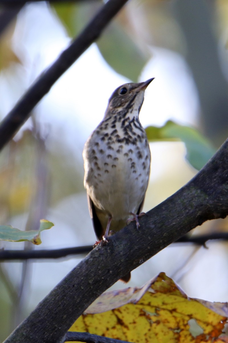 Hermit Thrush - ML644155738