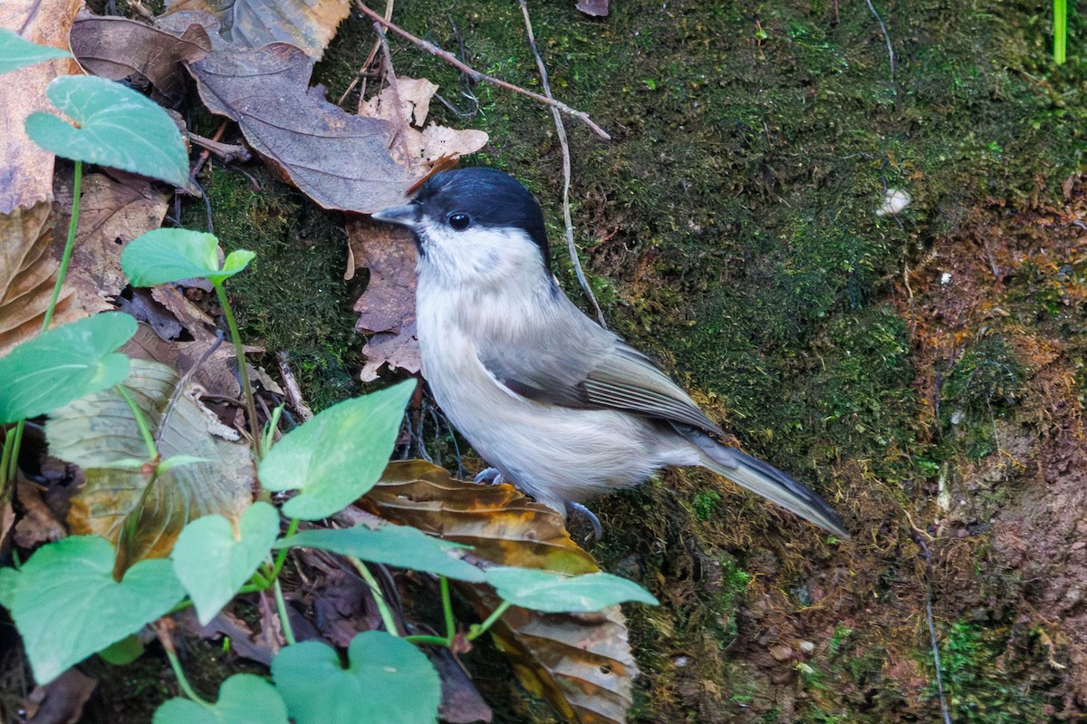 Marsh Tit - ML644155747