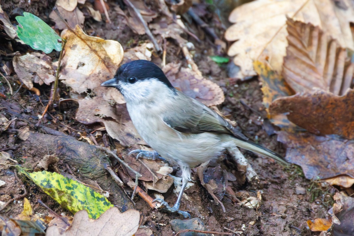 Marsh Tit - ML644155748