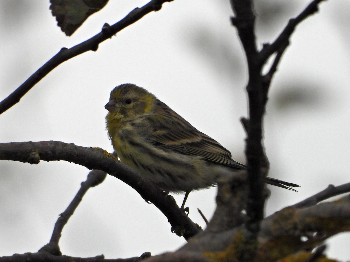 Verzellino - ML644155749