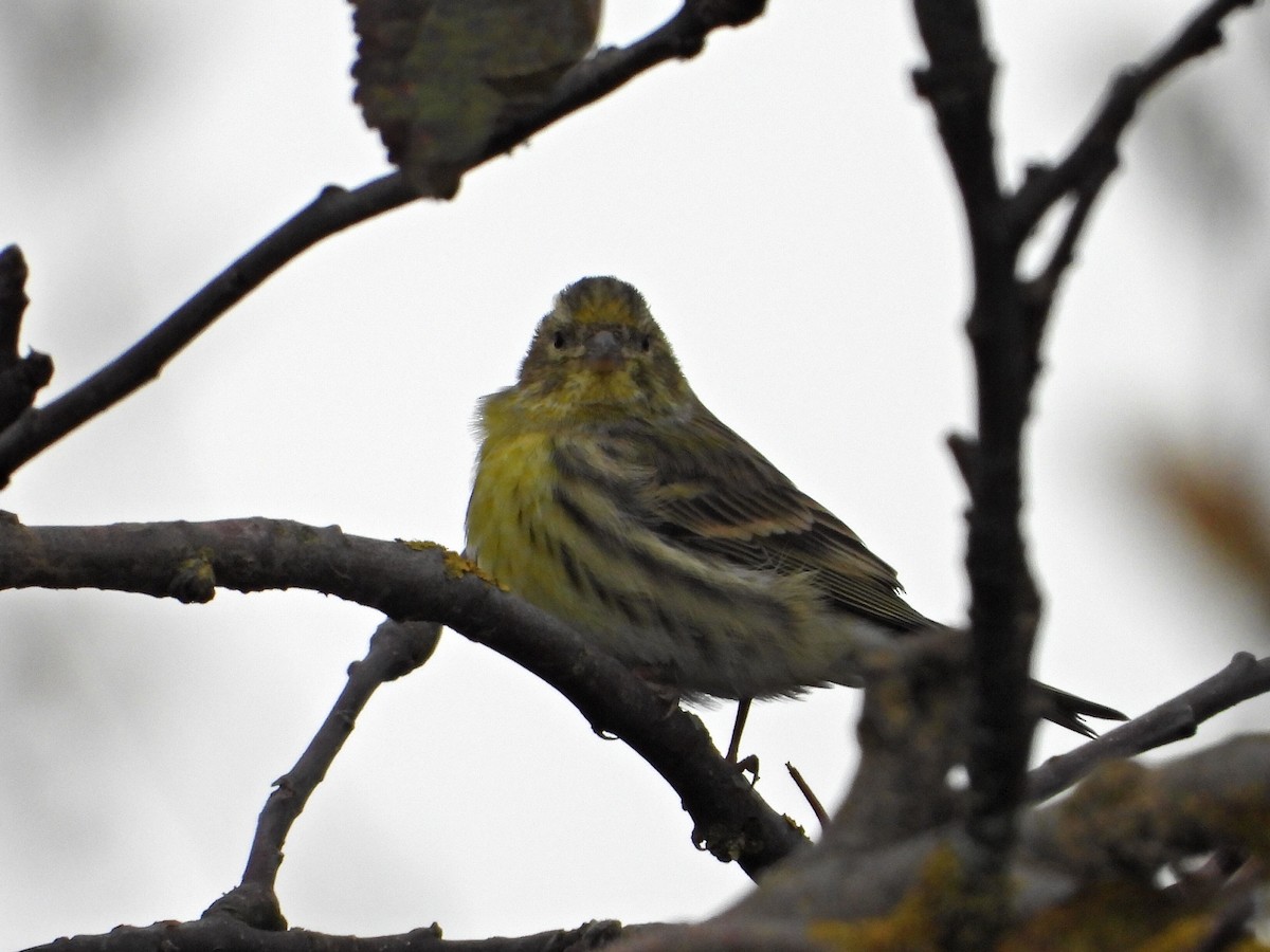 Verzellino - ML644155750