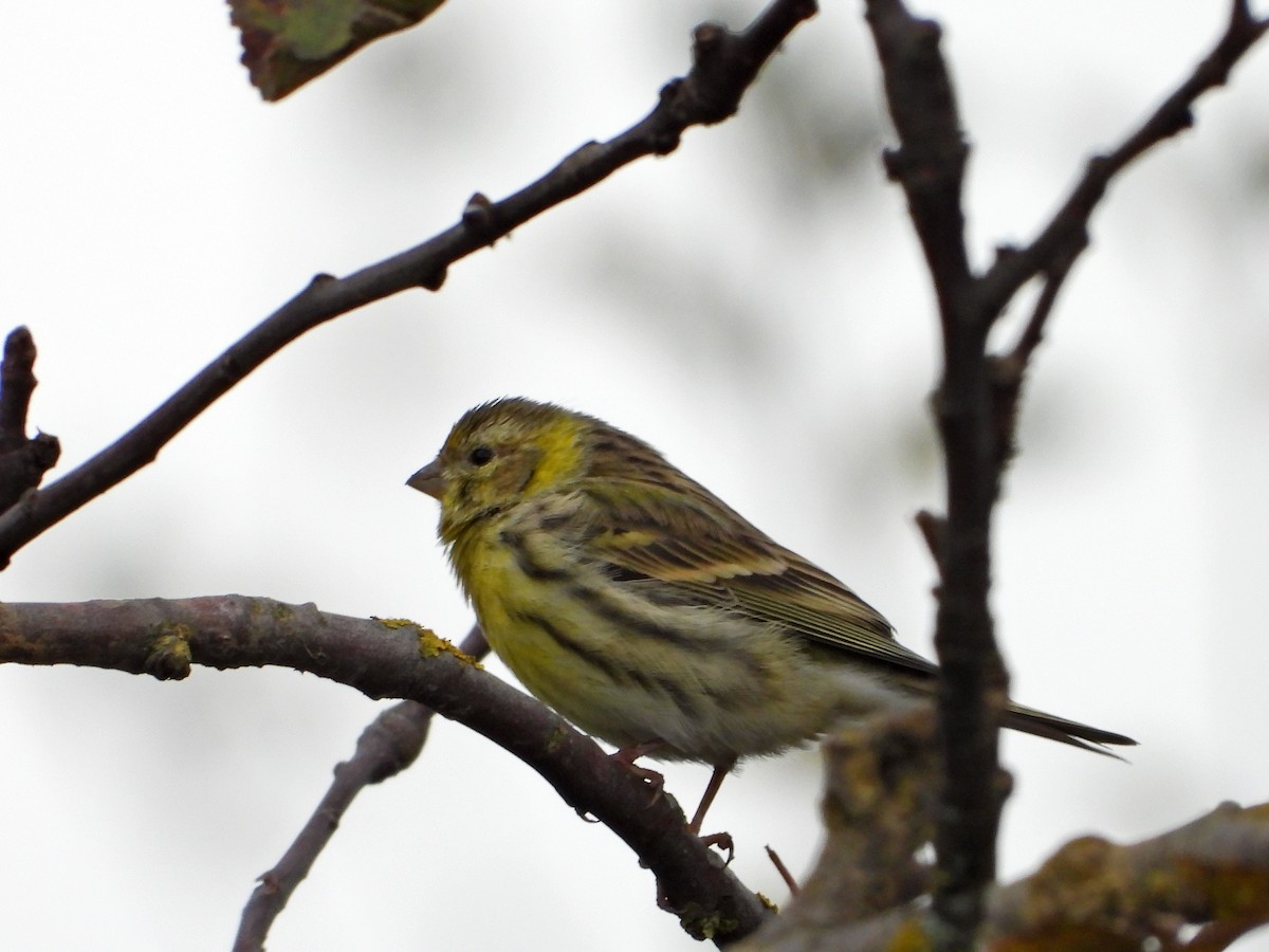 Verzellino - ML644155751