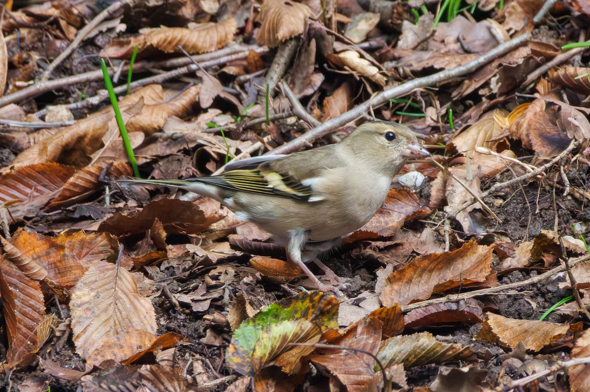 Common Chaffinch - ML644155759