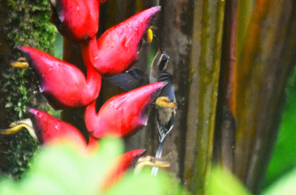 Long-billed Hermit - ML644155805