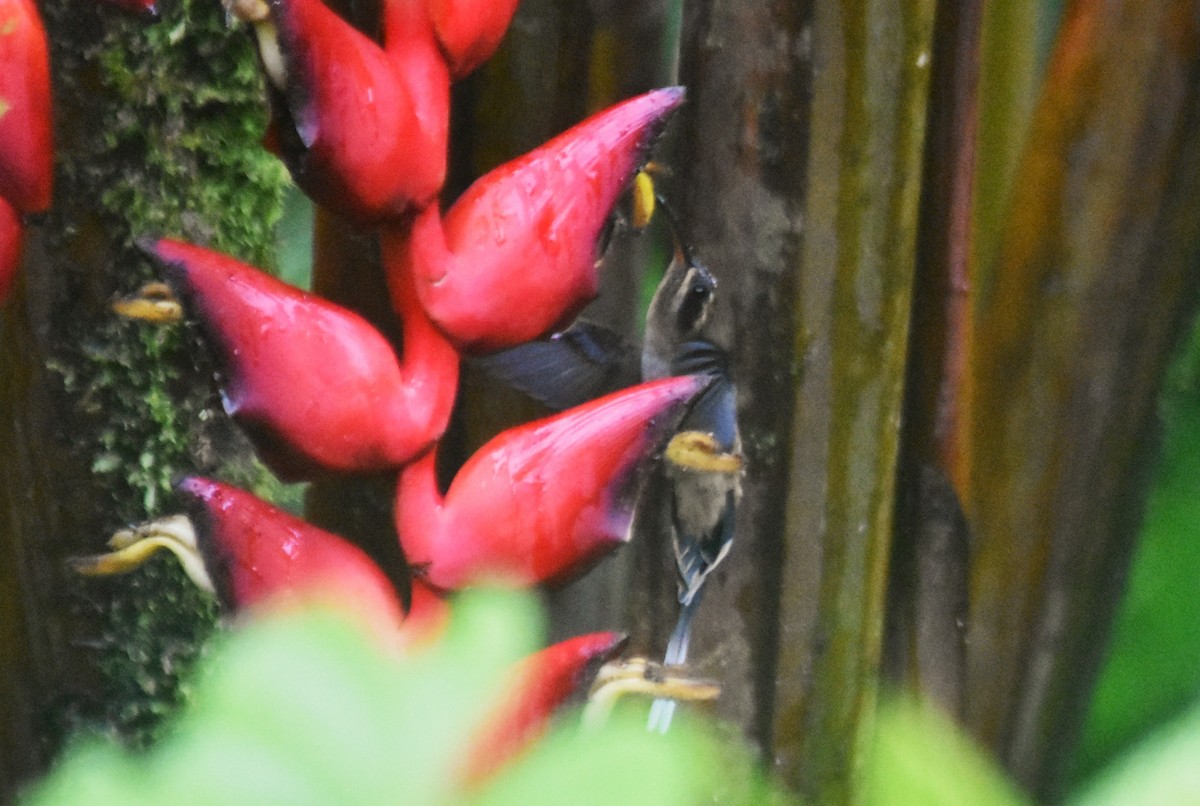 Long-billed Hermit - ML644155806