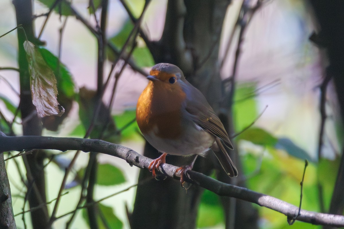 European Robin - ML644155827