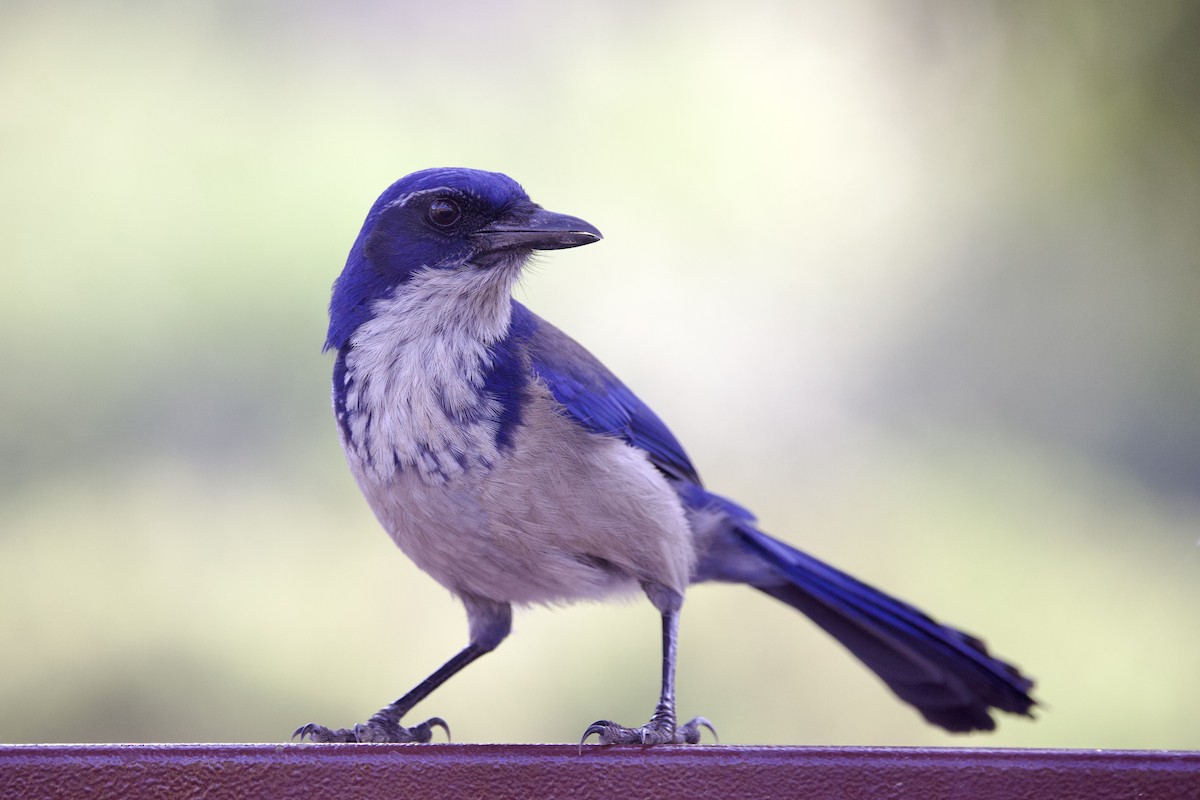 Chara de Santa Cruz - ML644155829