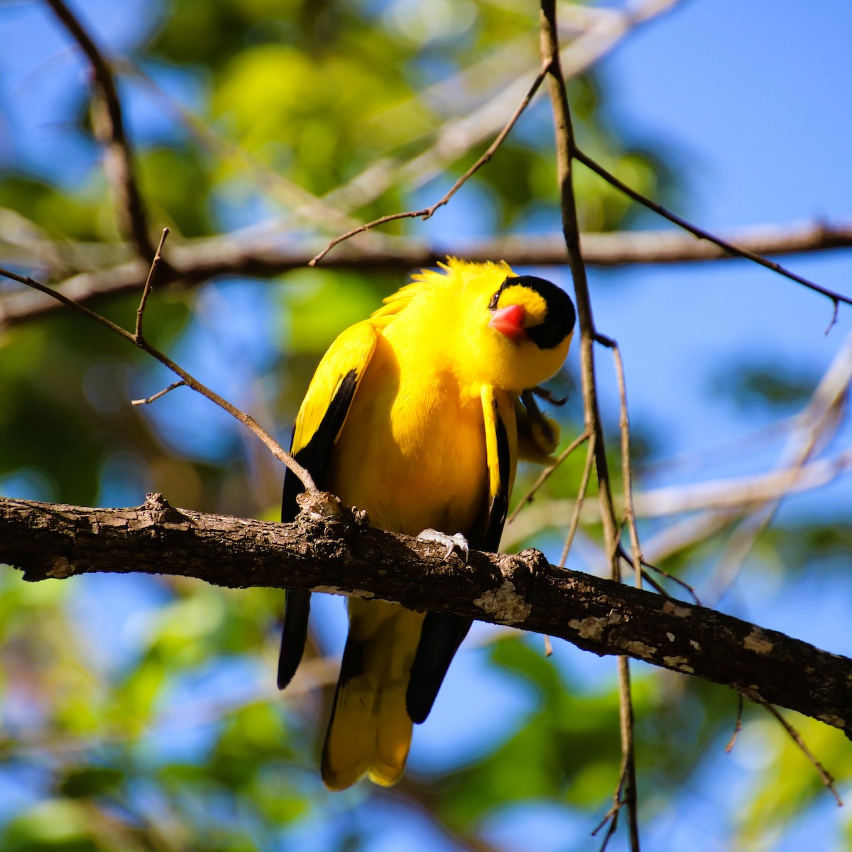Black-naped Oriole - ML644155831
