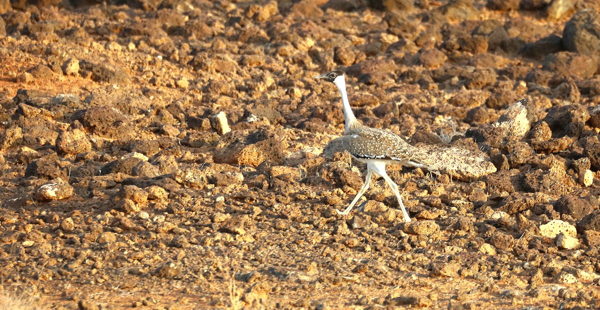 Heuglin's Bustard - ML644155832
