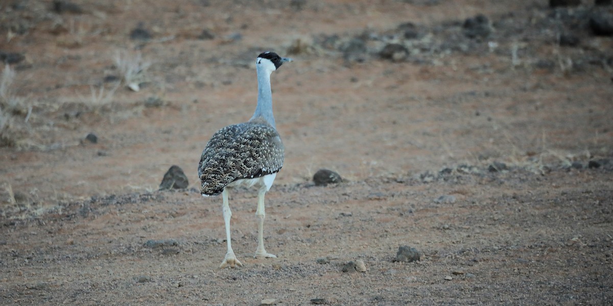 Heuglin's Bustard - ML644155866