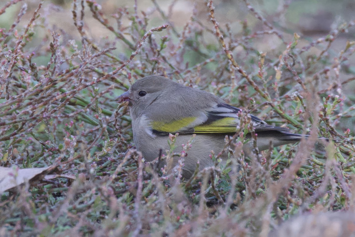 Lawrence's Goldfinch - ML644155878