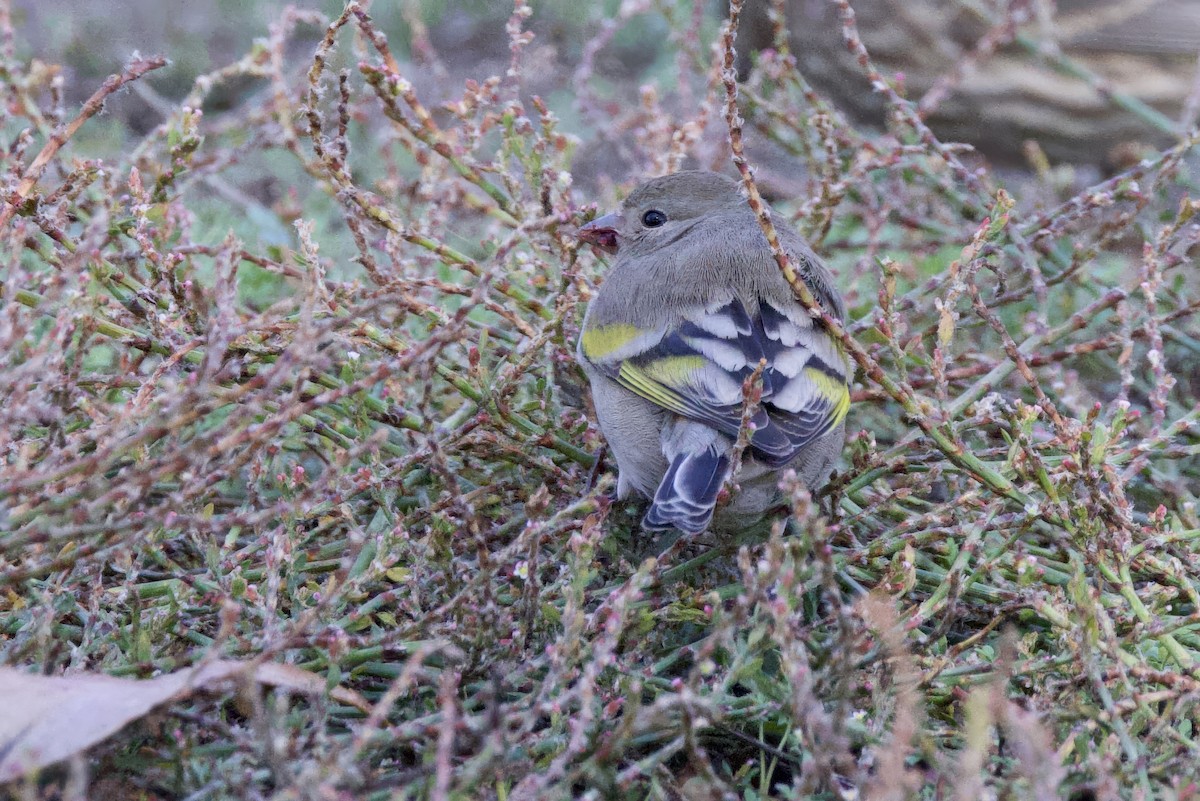 Lawrence's Goldfinch - ML644155880