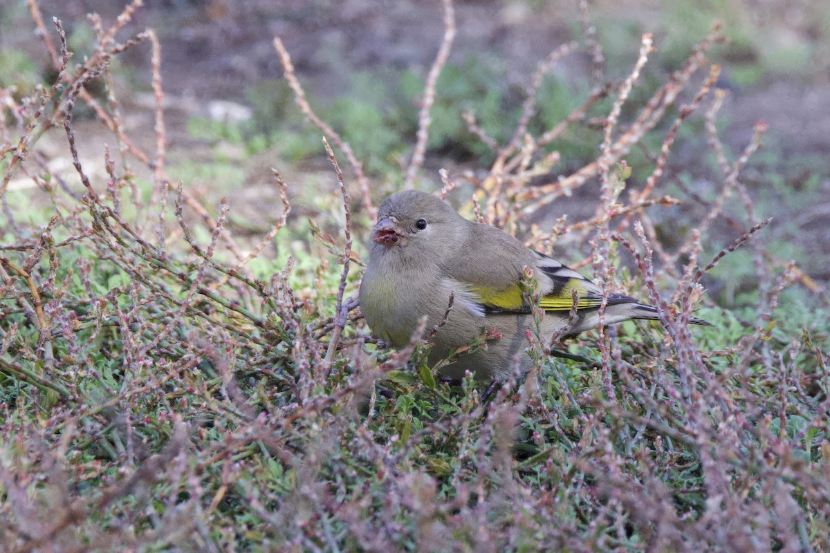 Lawrence's Goldfinch - ML644155882