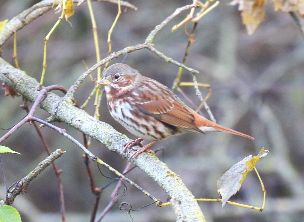 Fox Sparrow - ML644155885