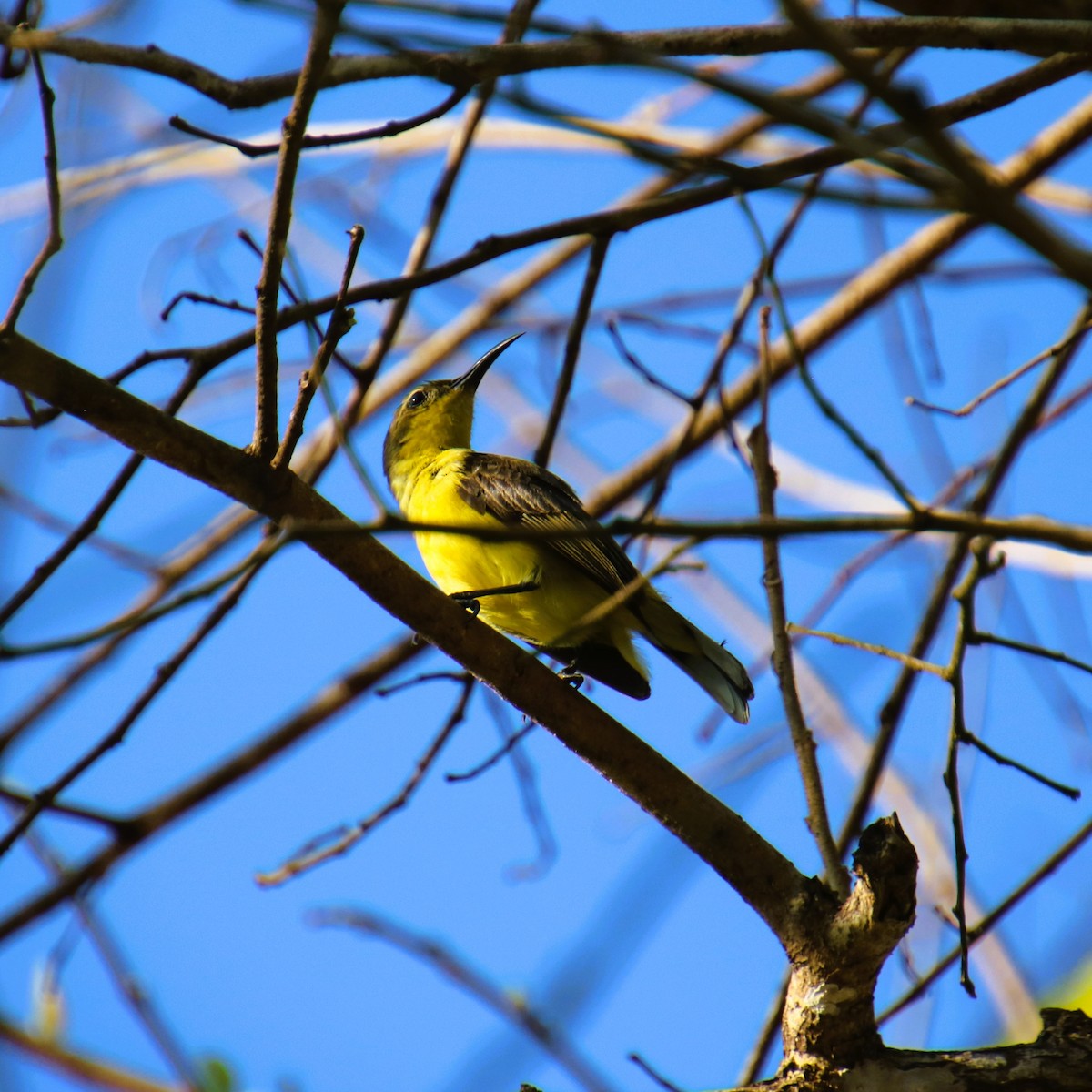 Palawan Sunbird - ML644155886