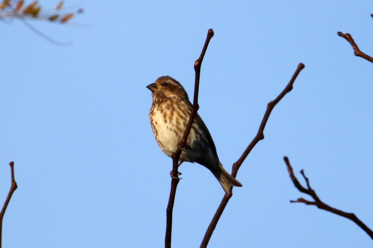 Purple Finch - ML644155889