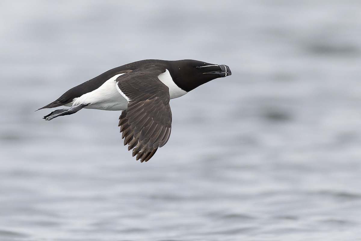 Razorbill - ML644155890