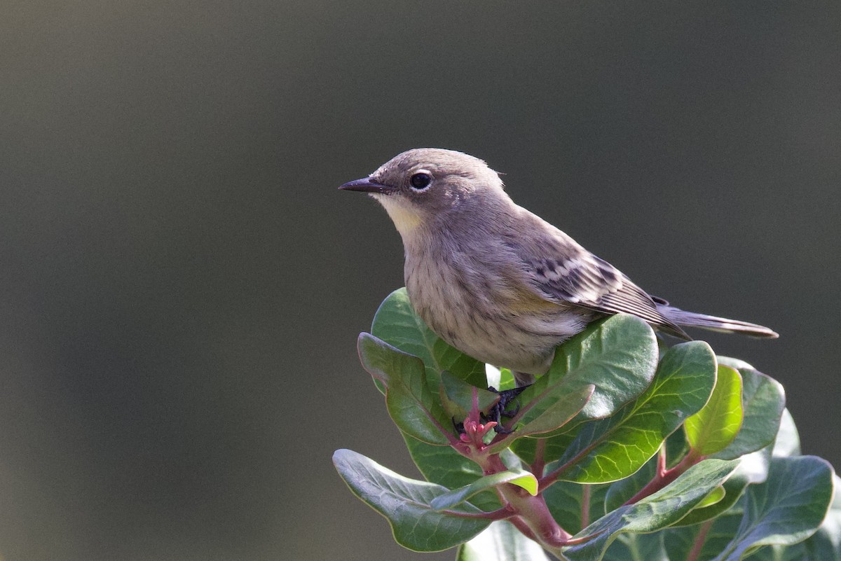 Yellow-rumped Warbler - ML644155894