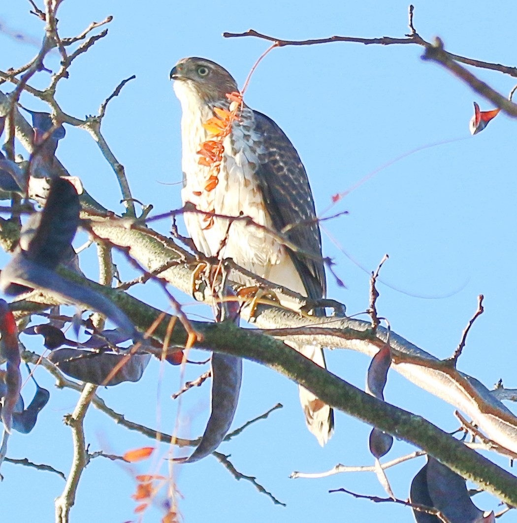 Cooper's Hawk - ML644155901