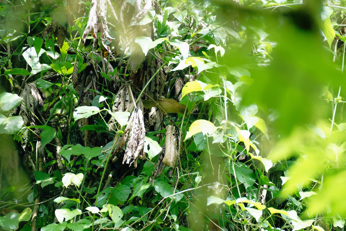 Red-crowned Ant-Tanager - ML644155904