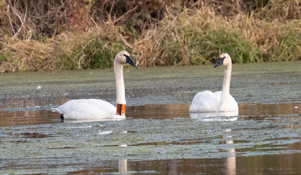 ナキハクチョウ - ML644155905