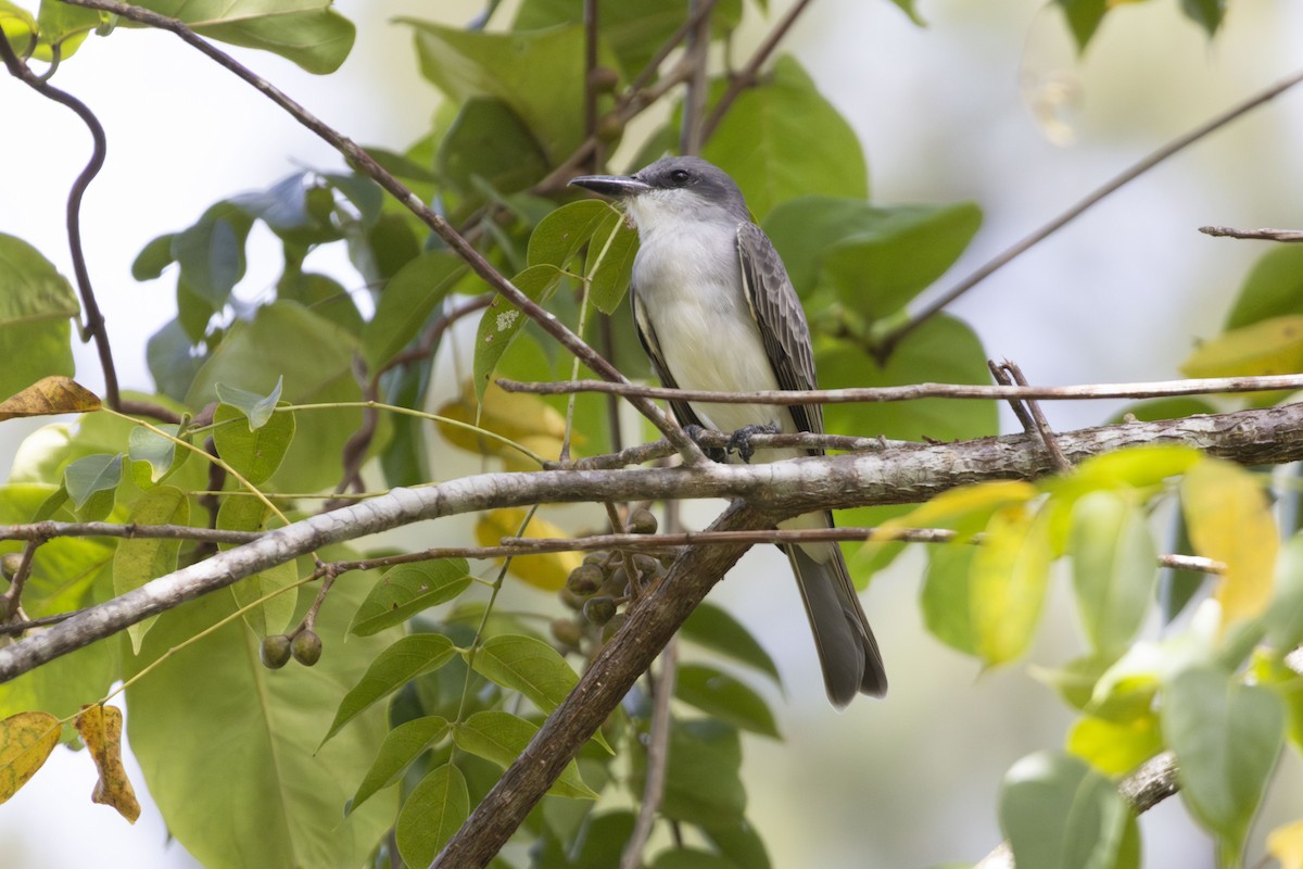 Gray Kingbird - ML644155922