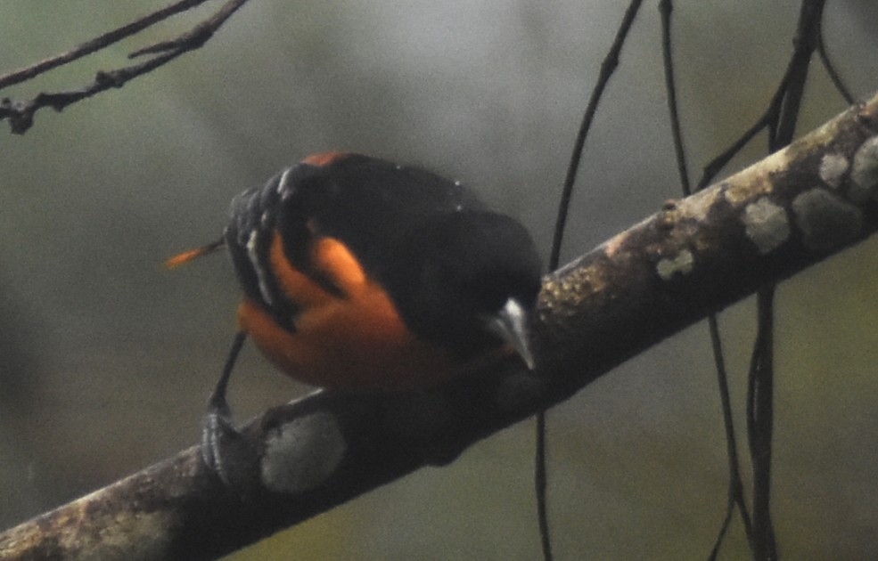 Baltimore Oriole - ML644155923