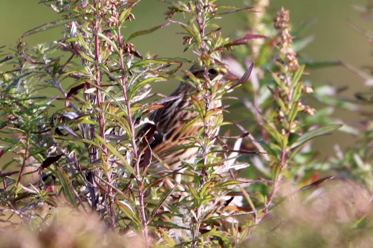 稀樹草鵐 - ML644155925